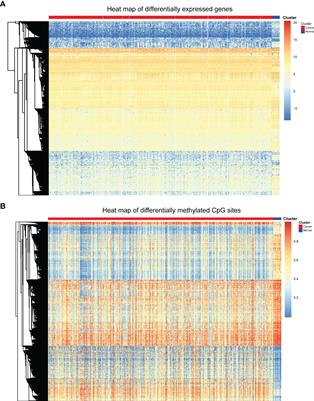 Heterogeneity Analysis of Bladder Cancer Based on DNA Methylation Molecular Profiling